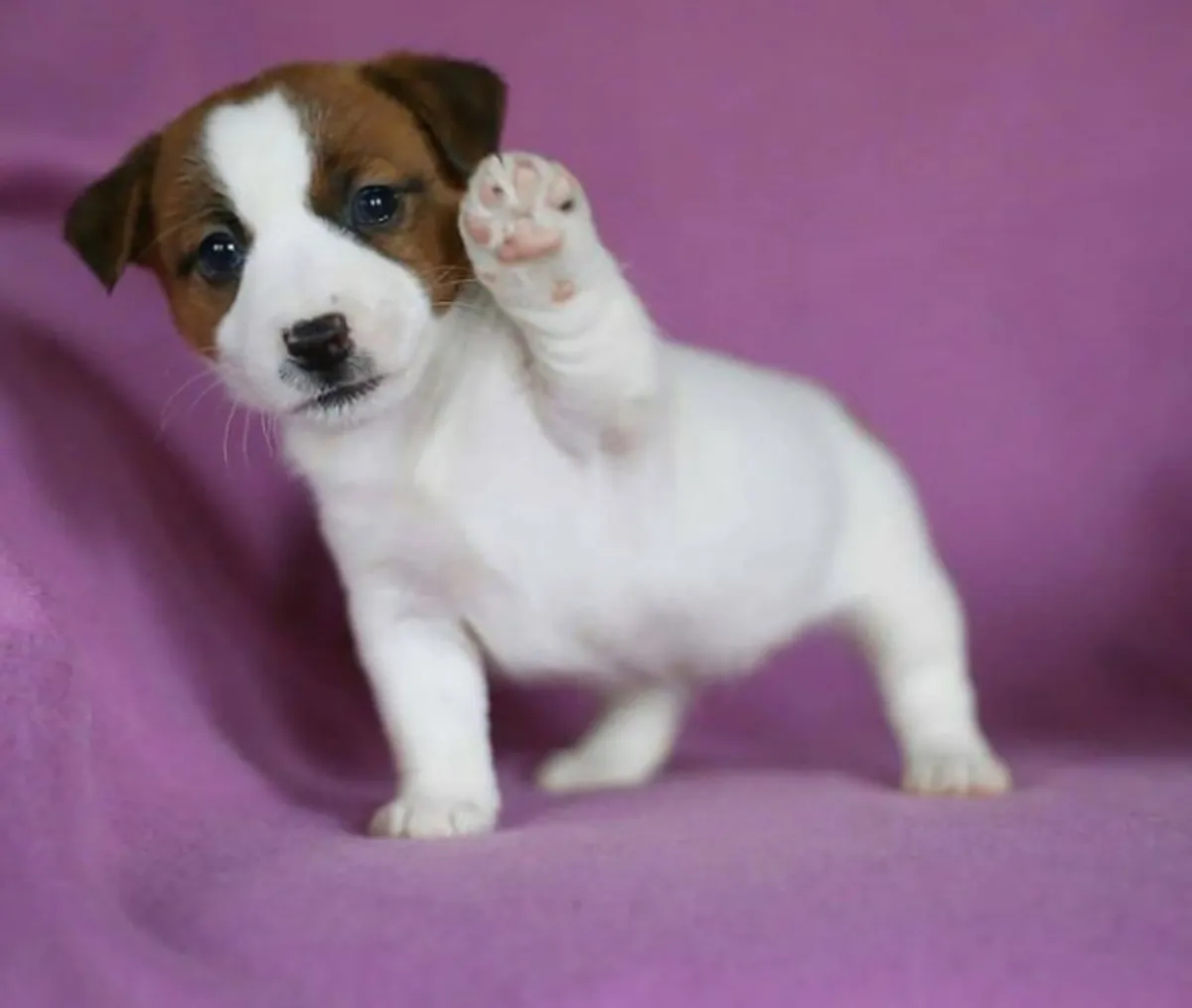 Chiots Jack Russell Terrier à donner