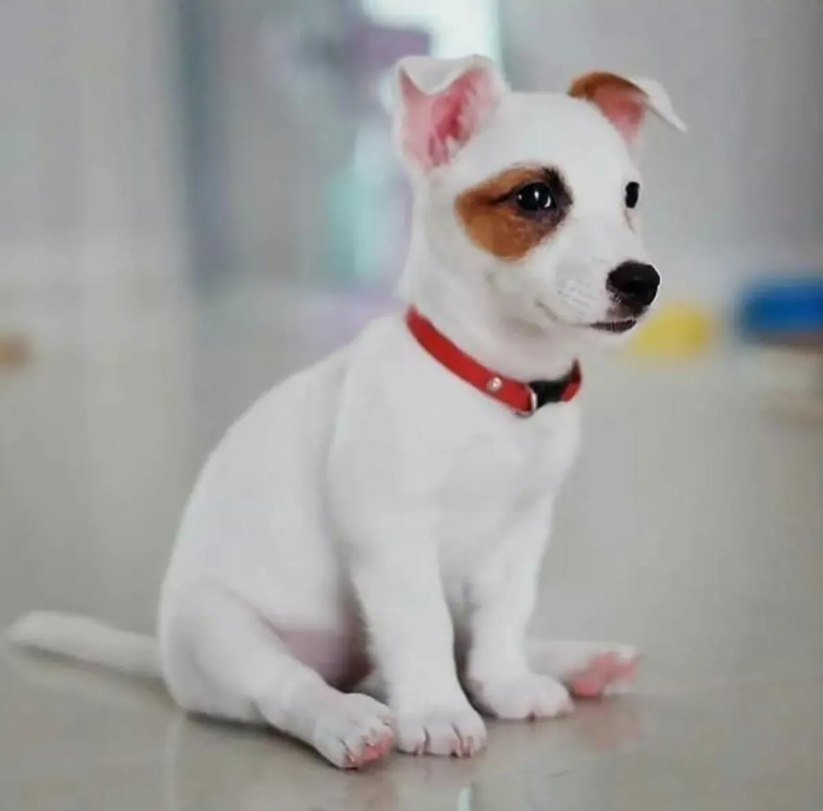 Chiots Jack Russell Terrier à donner
