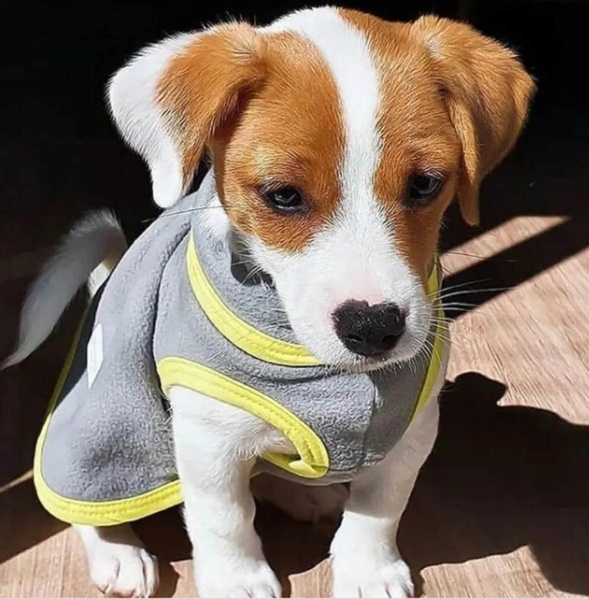 Chiots Jack Russell Terrier à donner