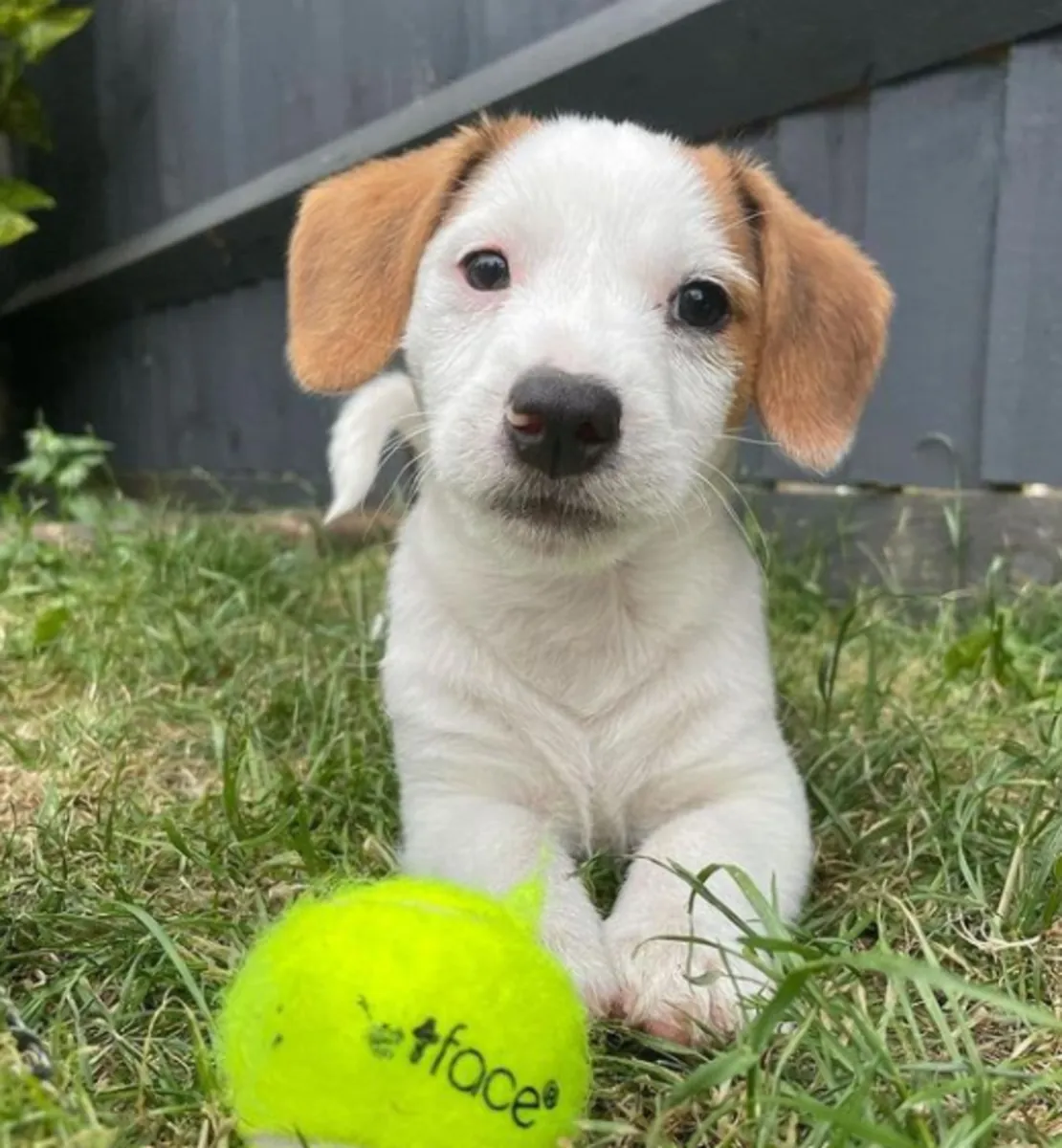 Chiots Jack Russell Terrier à donner