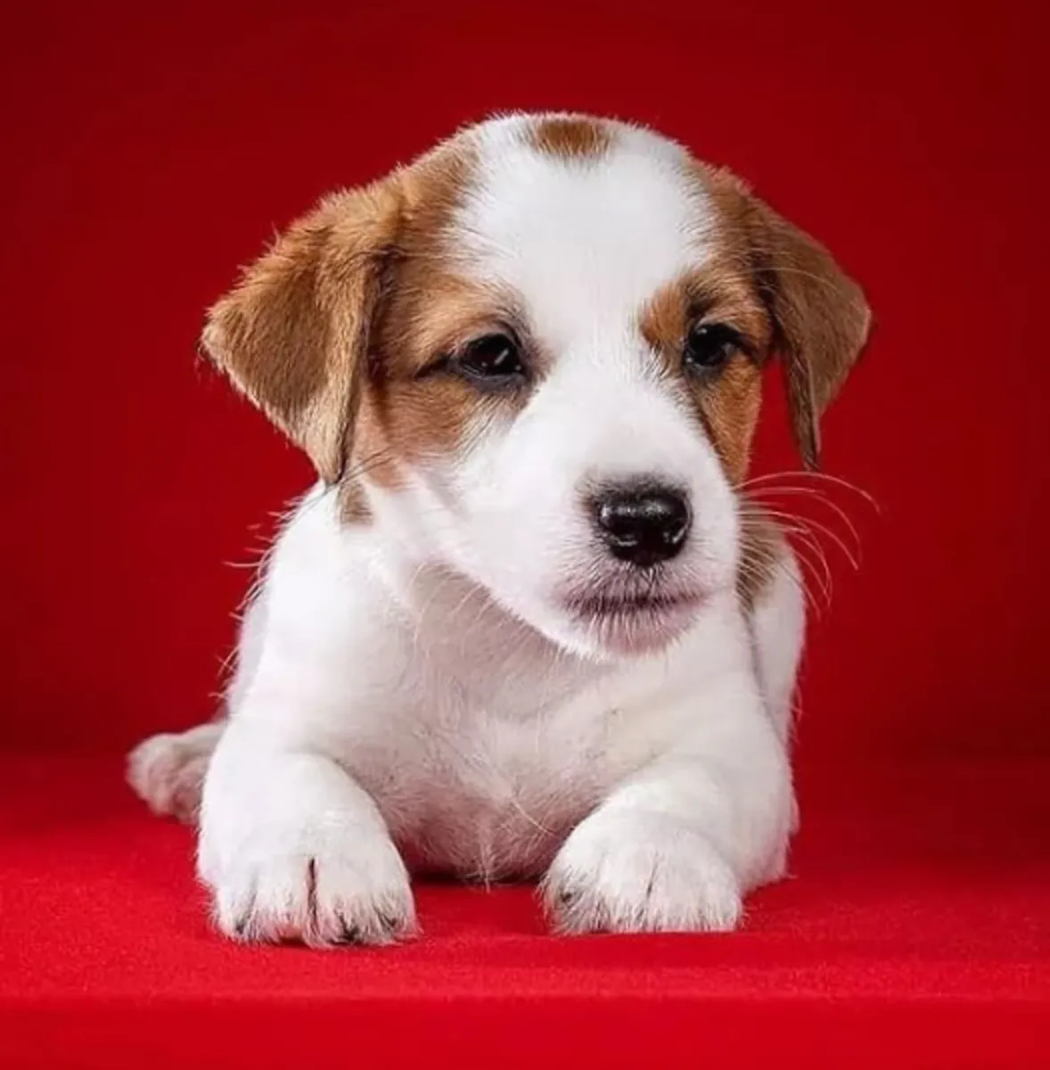 Chiots Jack Russell Terrier à donner