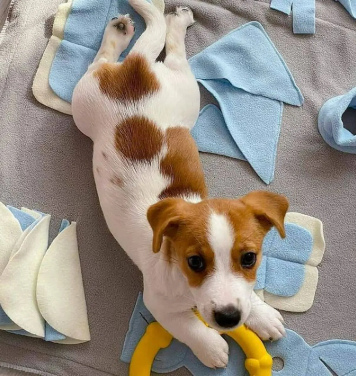 Chiots Jack Russell Terrier à donner