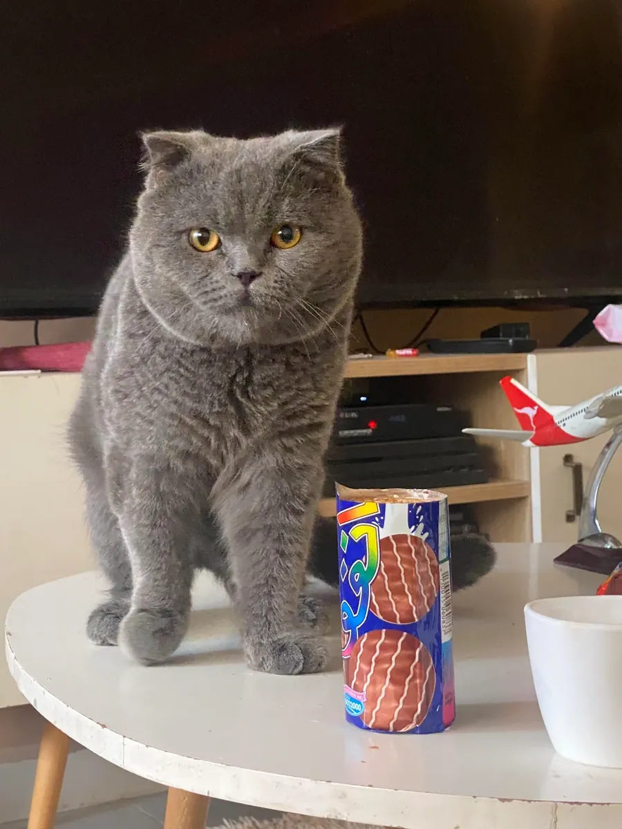 Chat Scottish Fold calme habitué à la vie en appartement