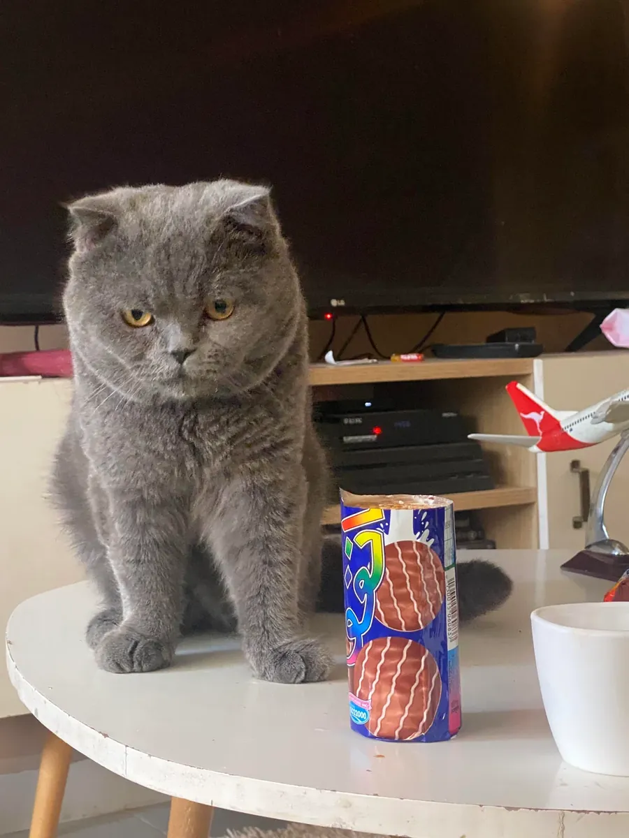 Chat Scottish Fold calme habitué à la vie en appartement