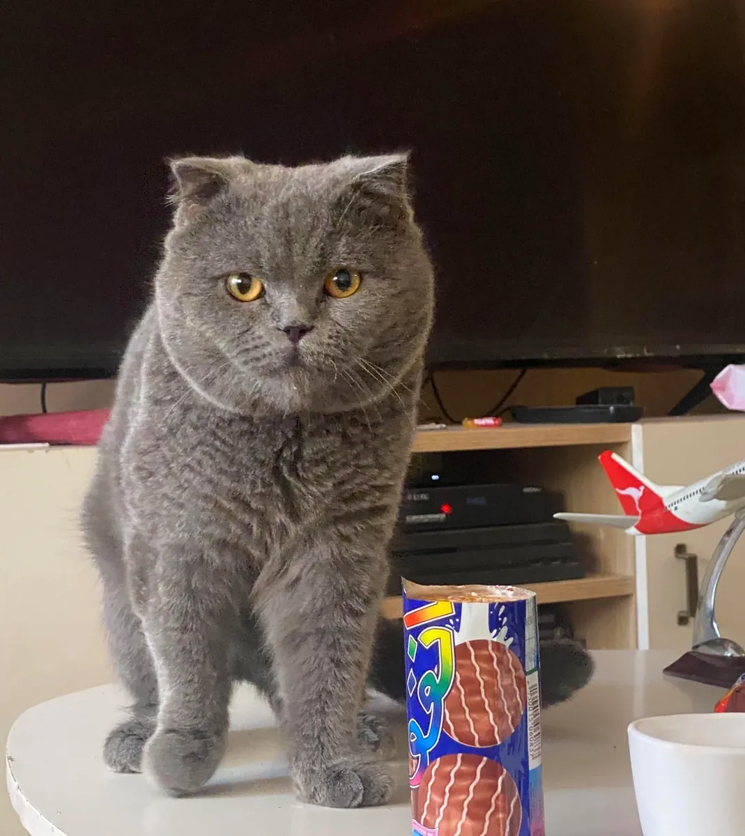 Chat Scottish Fold calme habitué à la vie en appartement