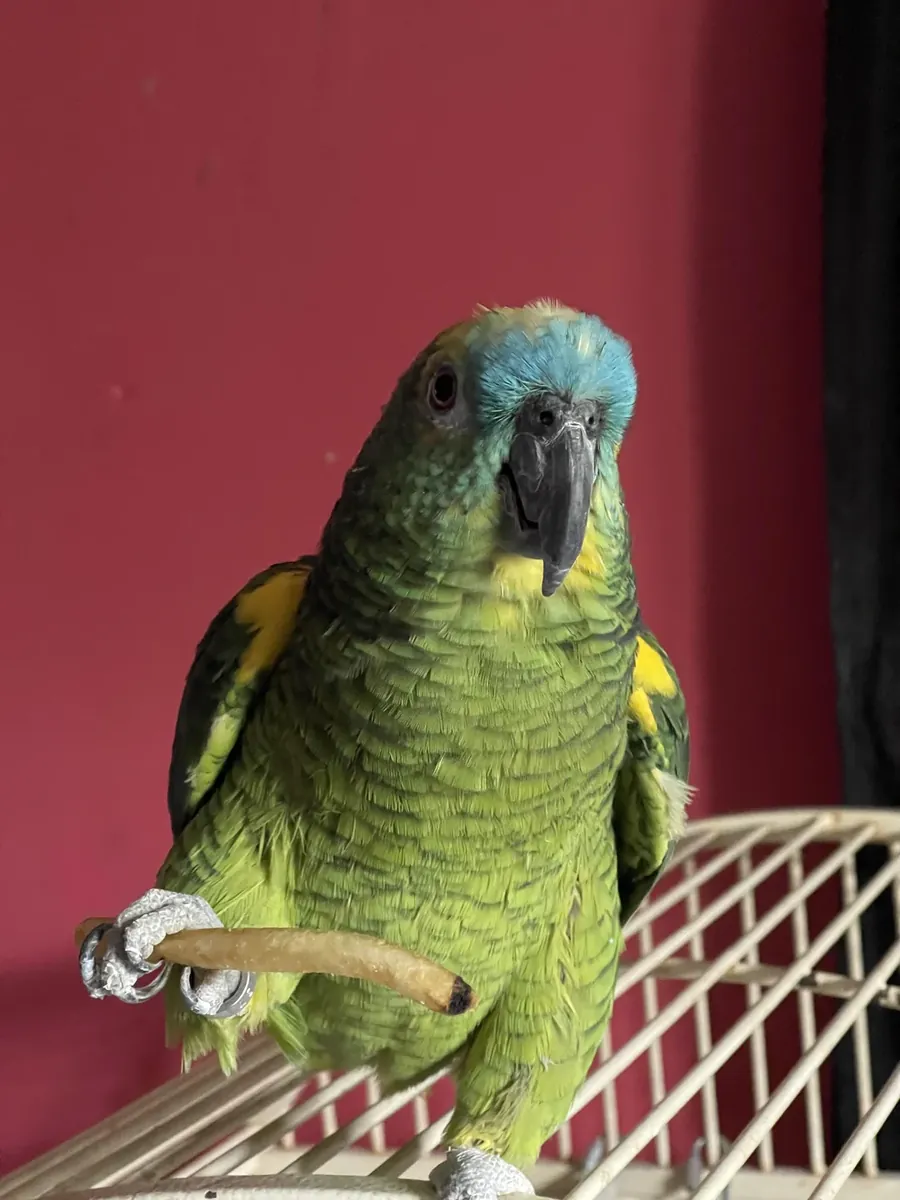 Perroquet amazone curieux habitué à la présence humaine