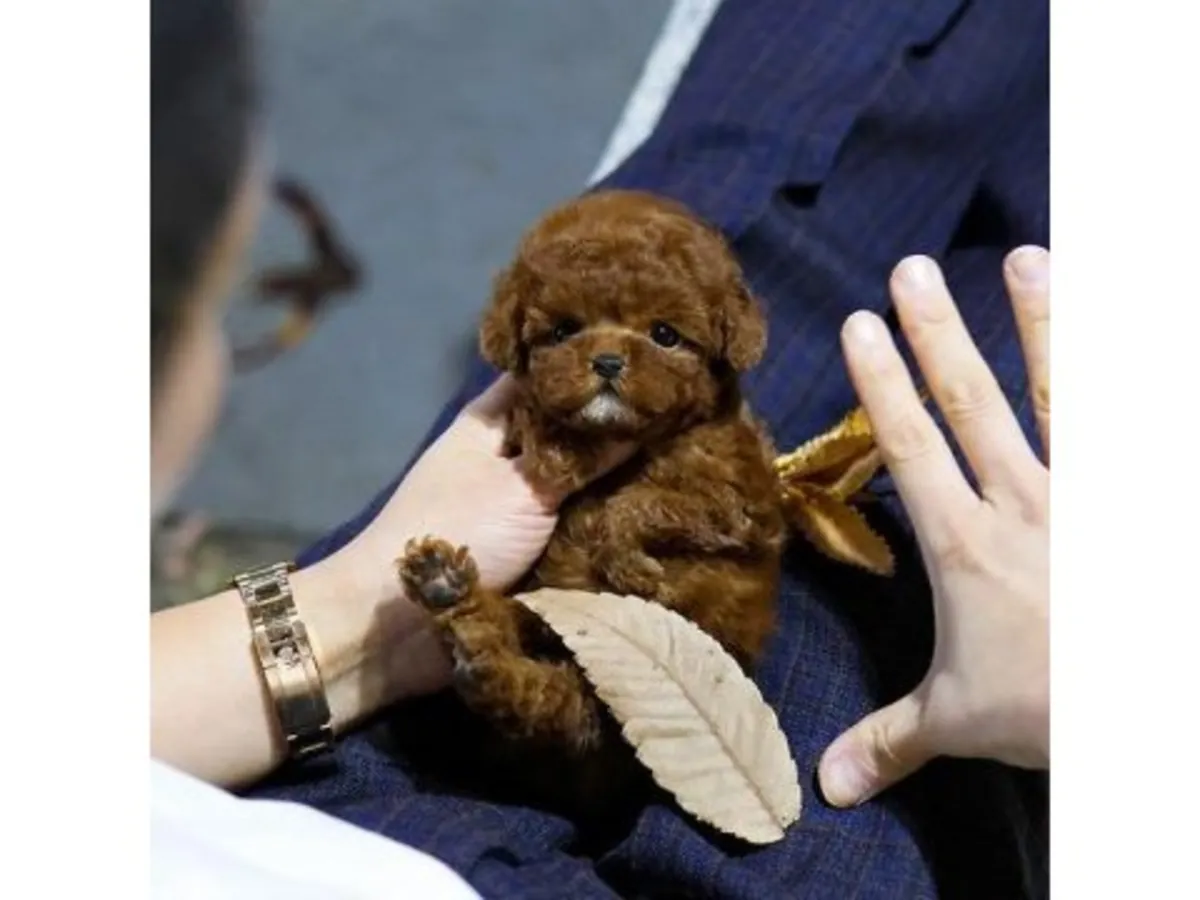 Caniche toy marron bien socialisé élevé en famille