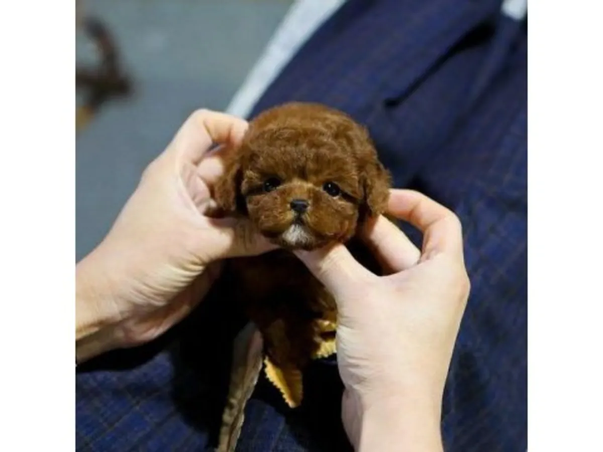 Caniche toy marron bien socialisé élevé en famille