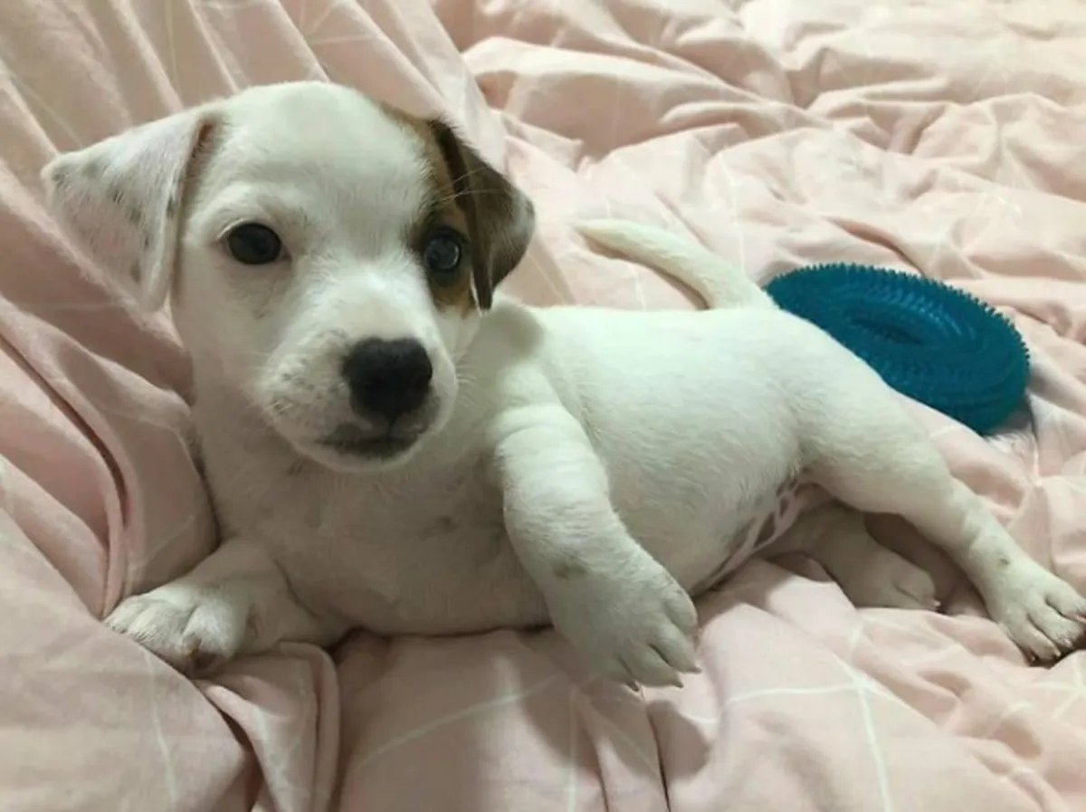Chiots Jack Russell Terrier à donner5