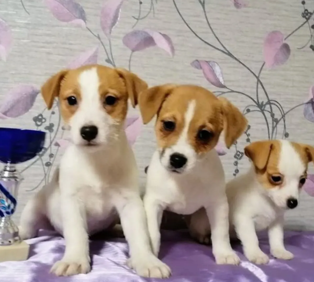 Chiots Jack Russell Terrier à donner
