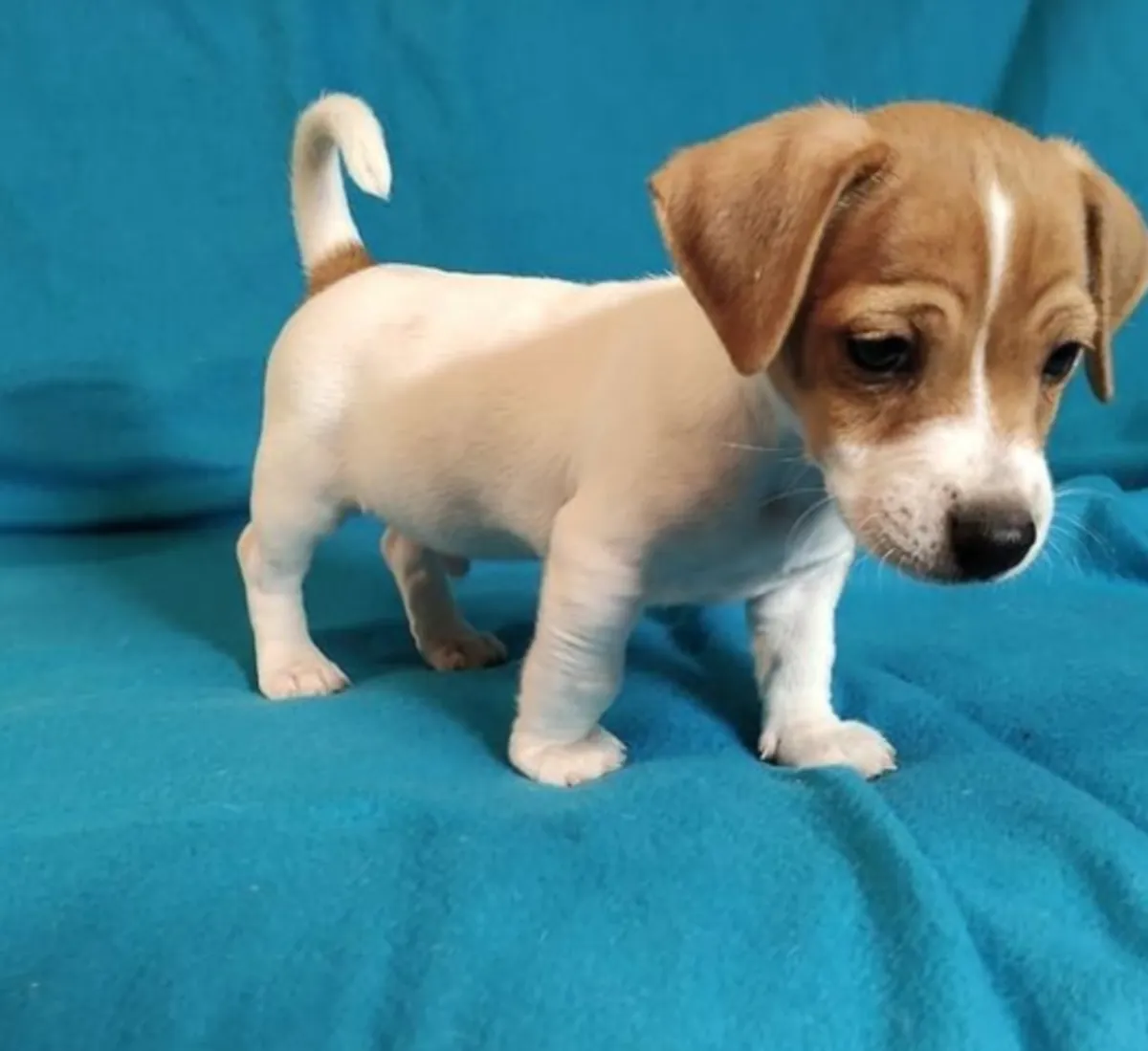 Chiots Jack Russell Terrier à donner