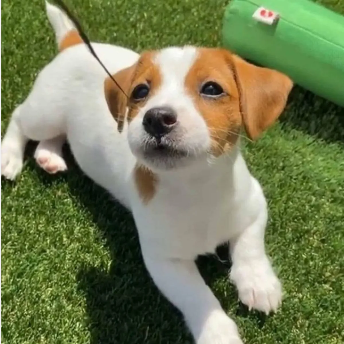 Chiots Jack Russell Terrier à donner