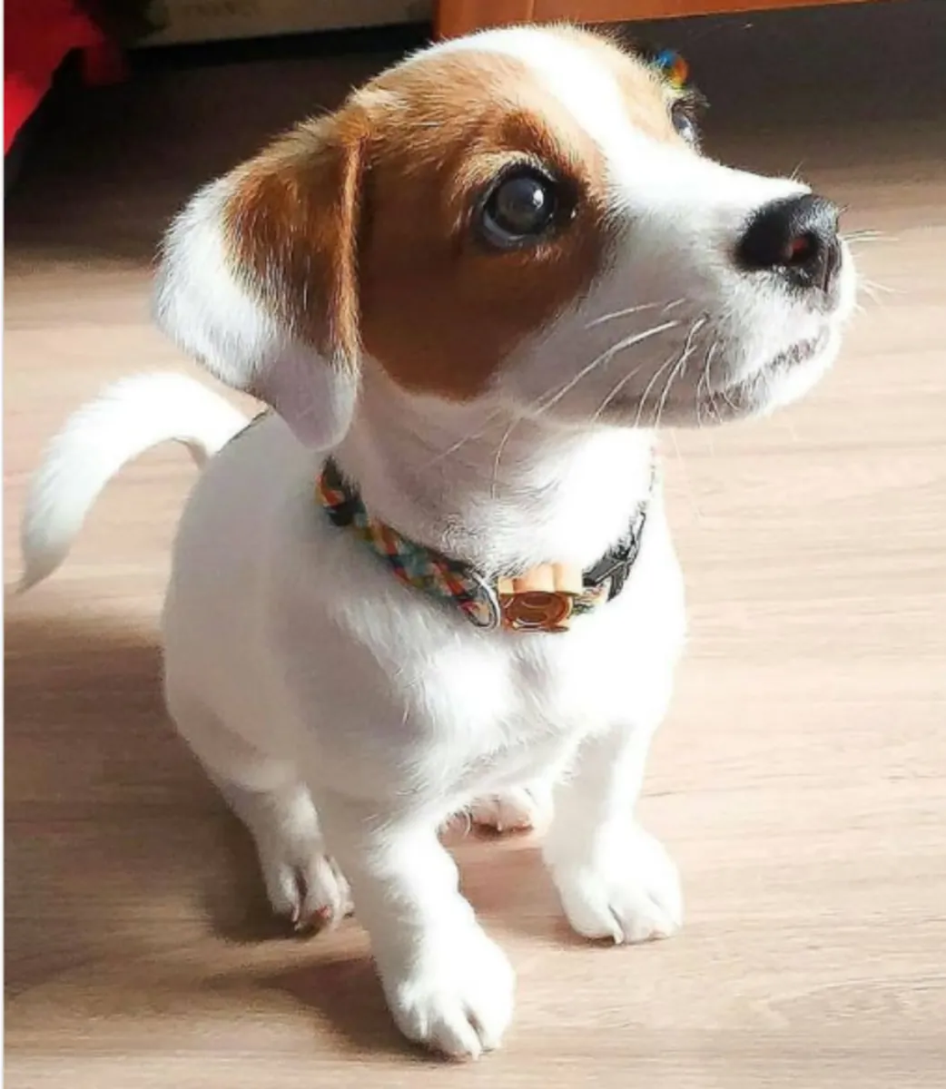 Chiots Jack Russell Terrier à donner