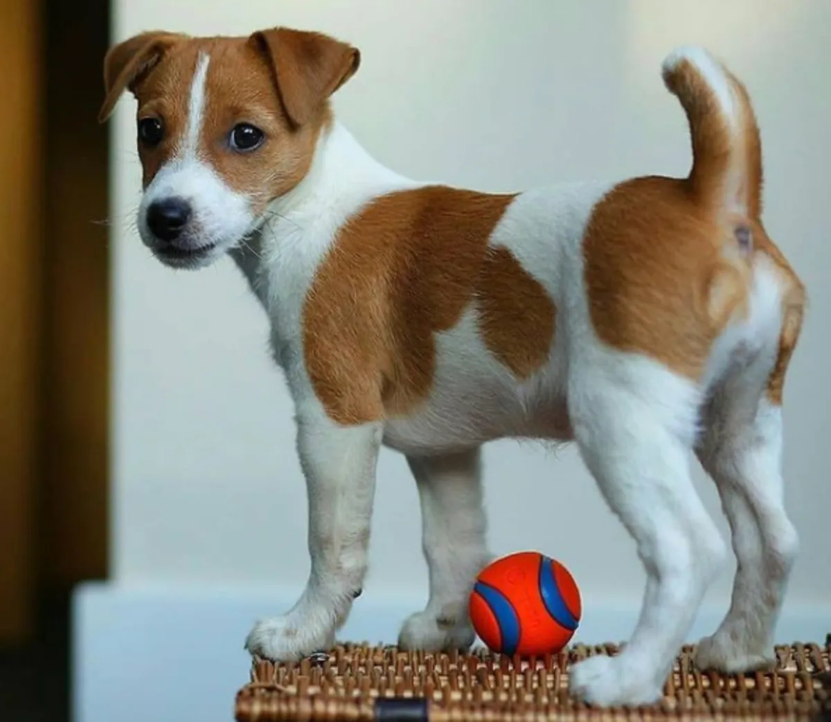 Chiots Jack Russell Terrier à donner