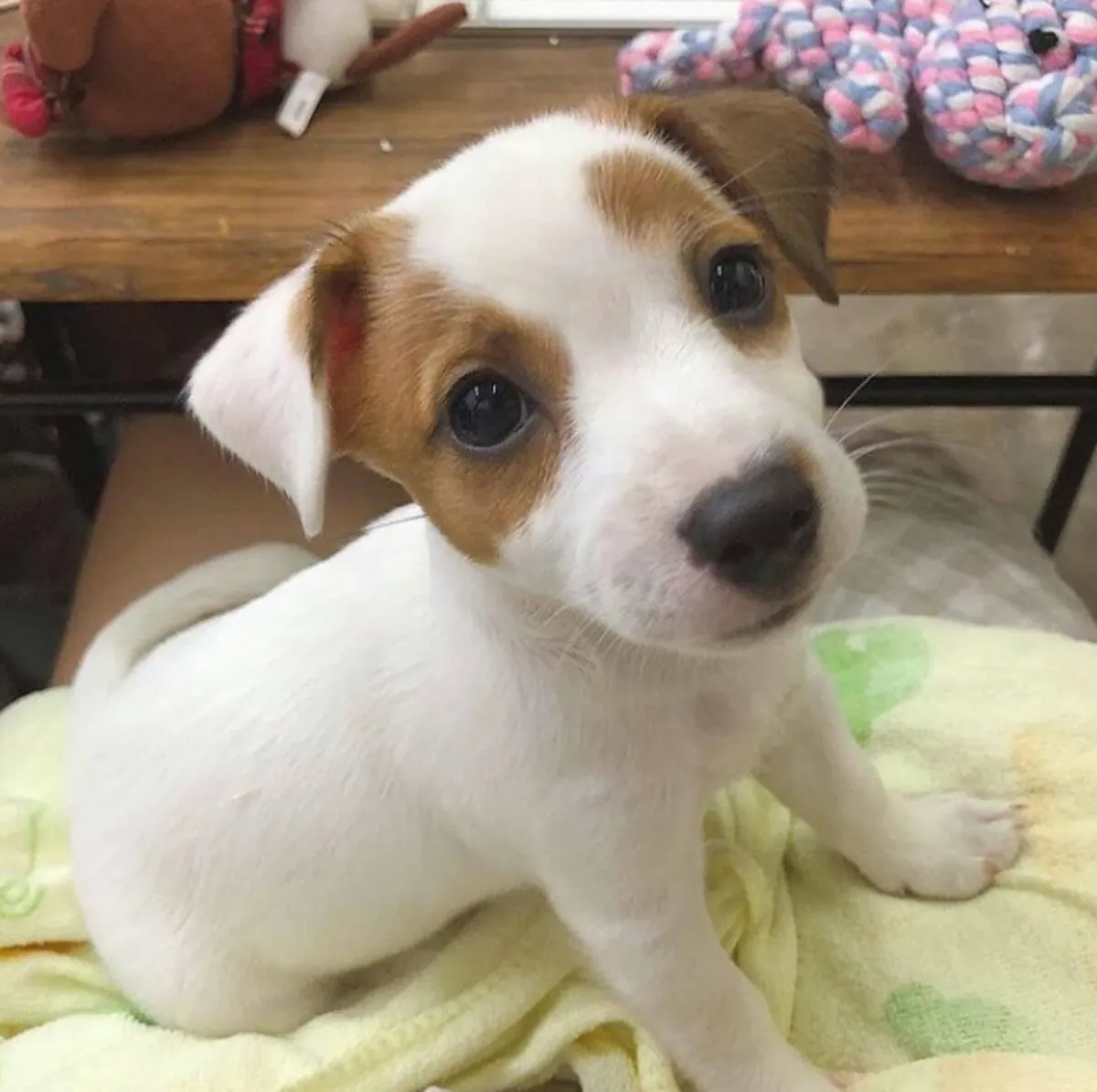 Chiots Jack Russell Terrier à donner