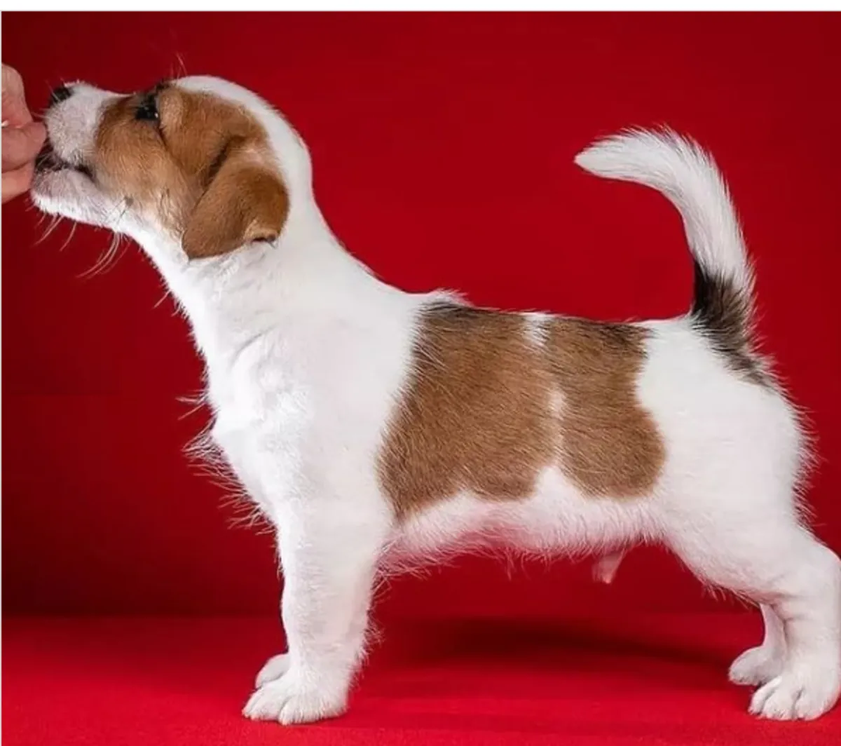 Chiots Jack Russell Terrier à donner