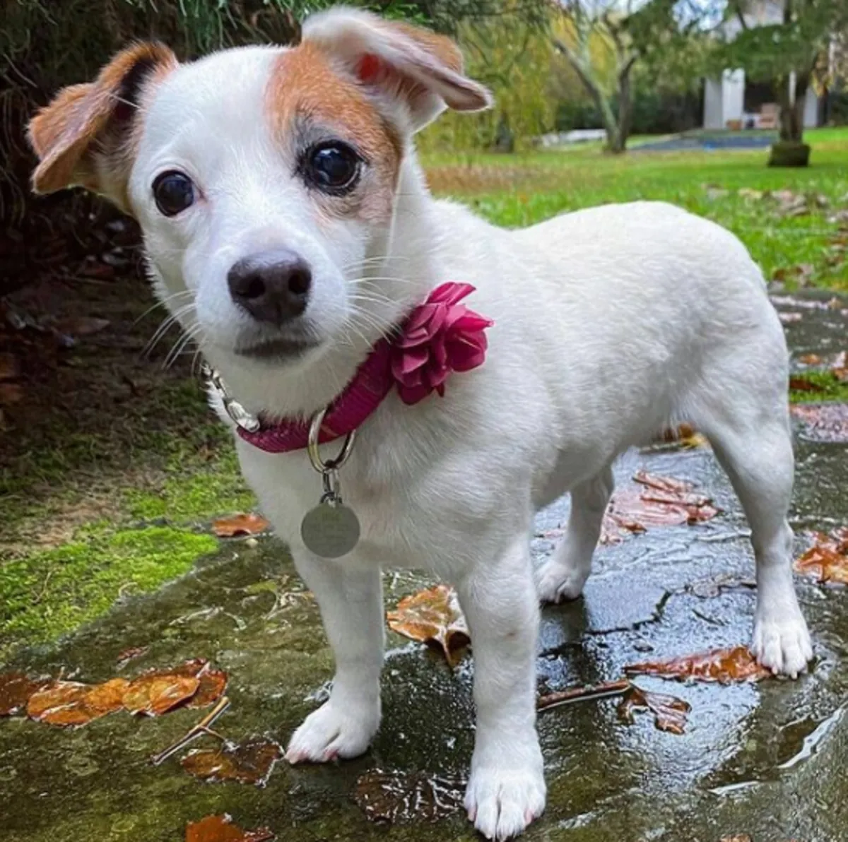 Chiots Jack Russell Terrier à donner