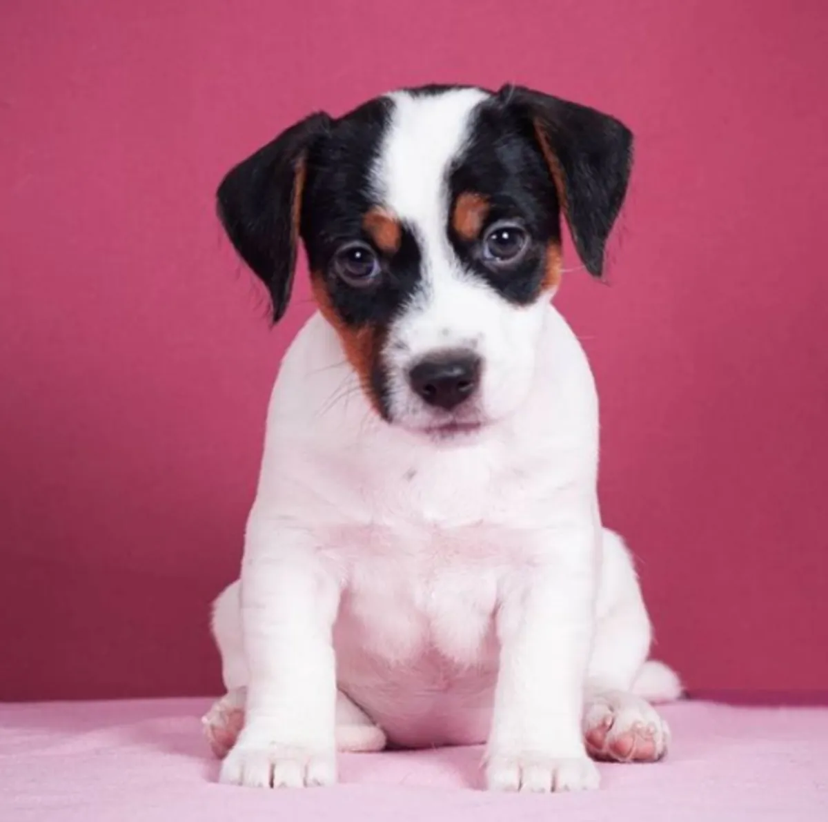 Chiots Jack Russell Terrier à donner