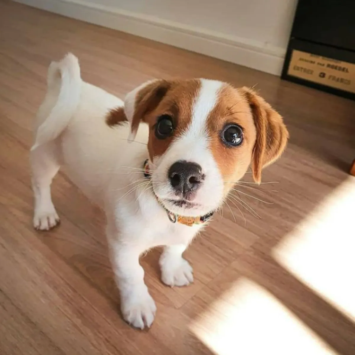 Chiots Jack Russell Terrier à donner