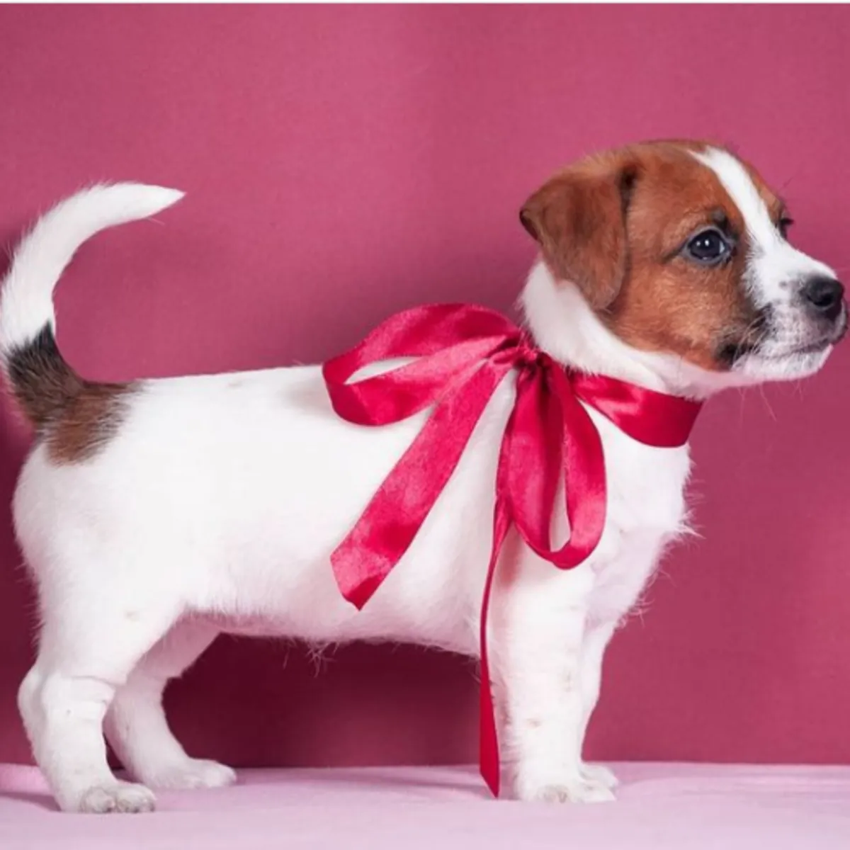 Chiots Jack Russell Terrier à donner