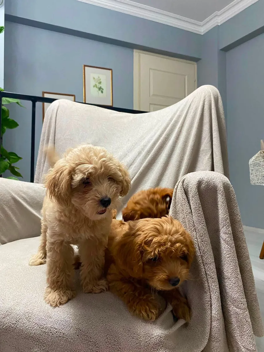 Chiots Poodle de 60 jours