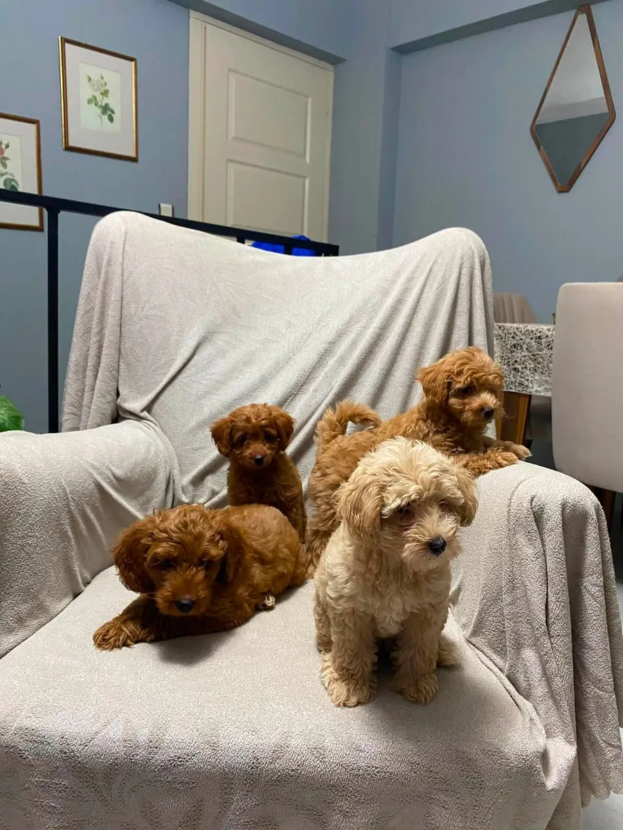 Chiots Poodle de 60 jours