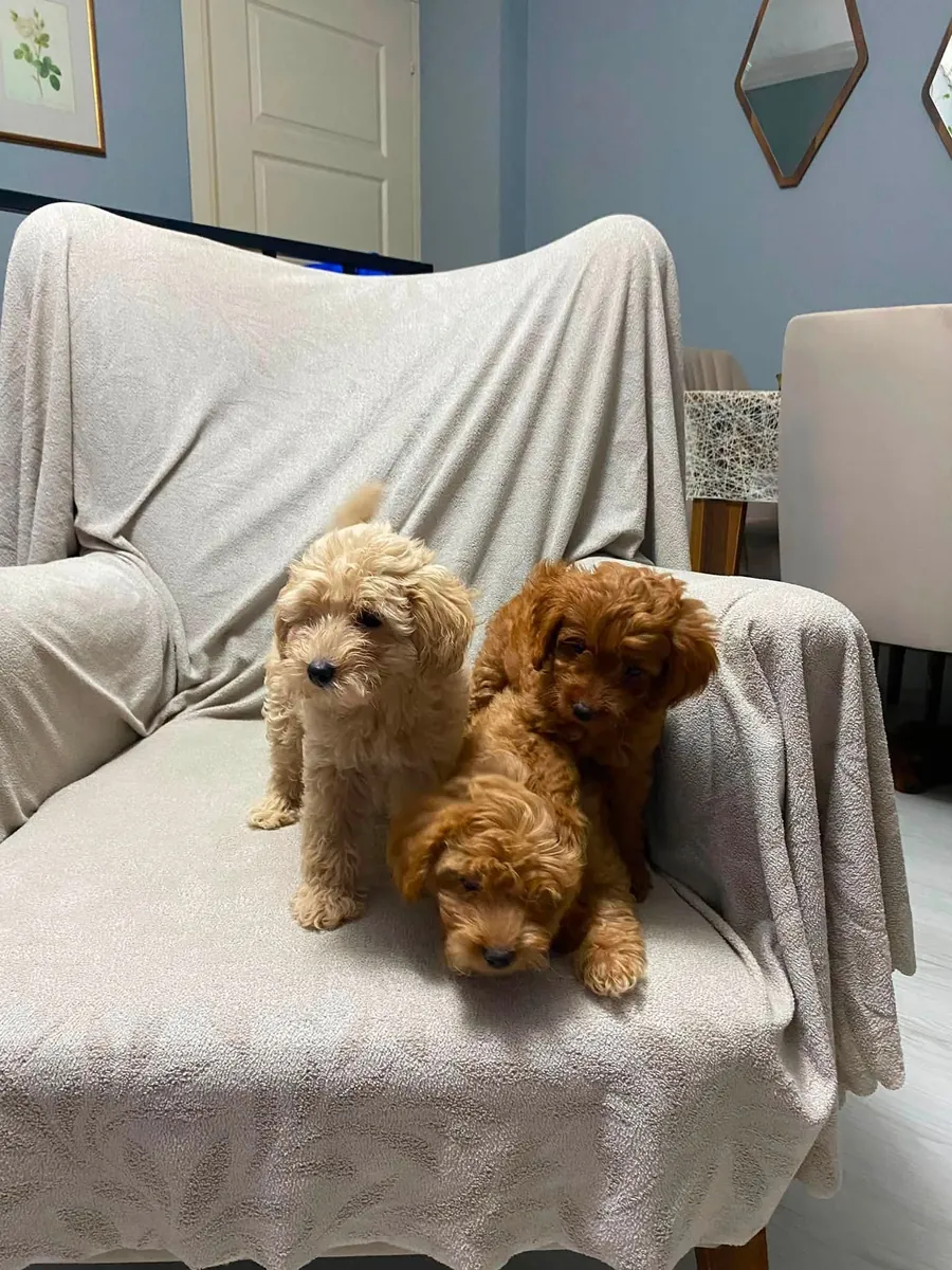 Chiots Poodle de 60 jours