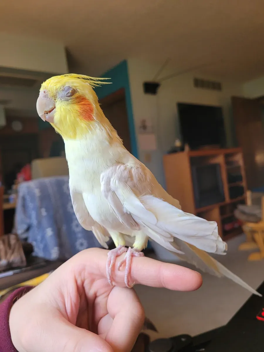 Calopsita acostumbrada a vivir con personas busca nuevo hogar