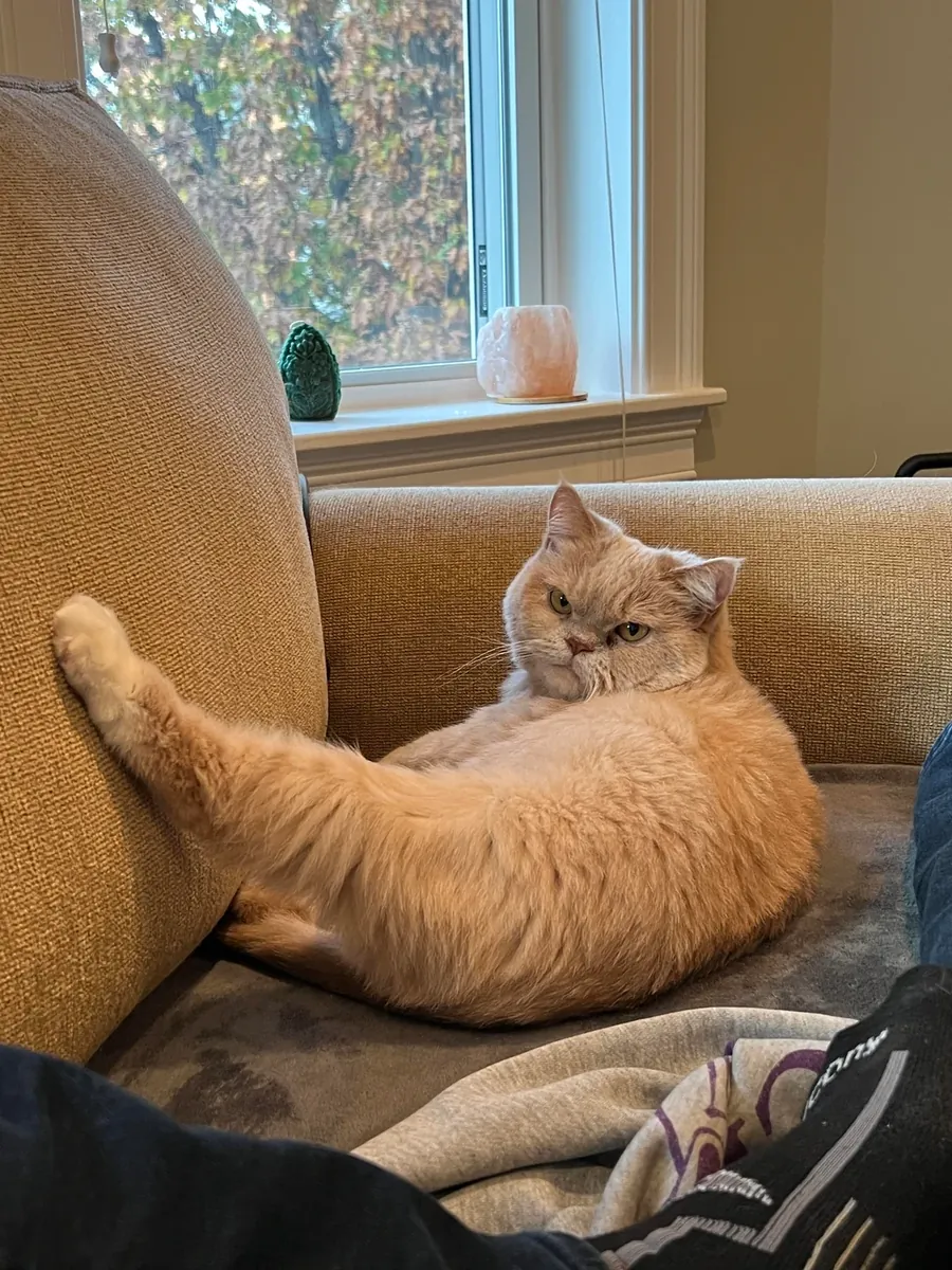Gato británico de pelo corto tranquilo criado en un apartamento.