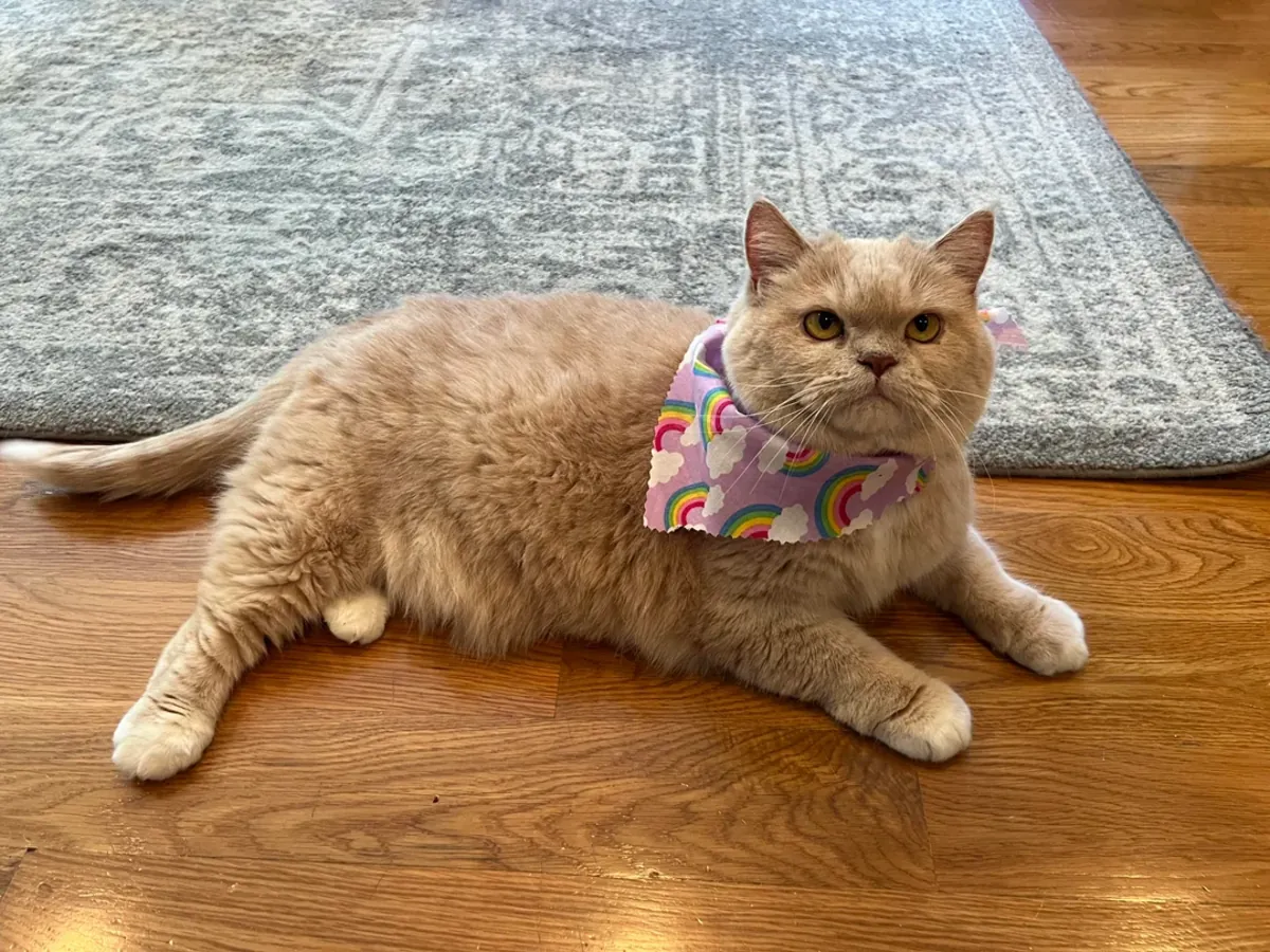 Gato británico de pelo corto tranquilo criado en un apartamento.