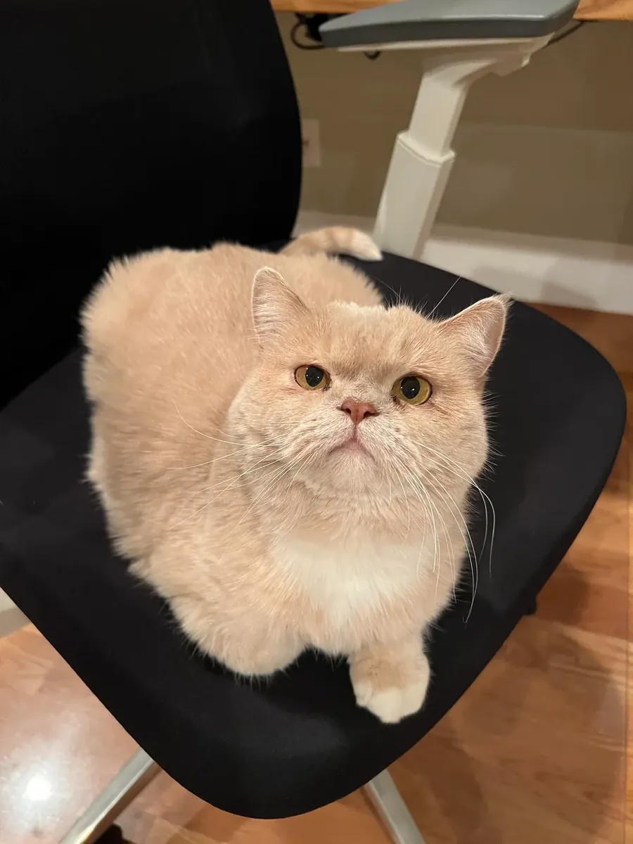 Gato británico de pelo corto tranquilo criado en un apartamento.