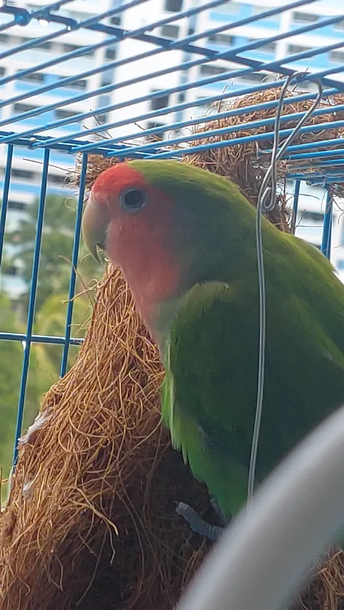 Pequeño inseparable curioso acostumbrado al contacto humano