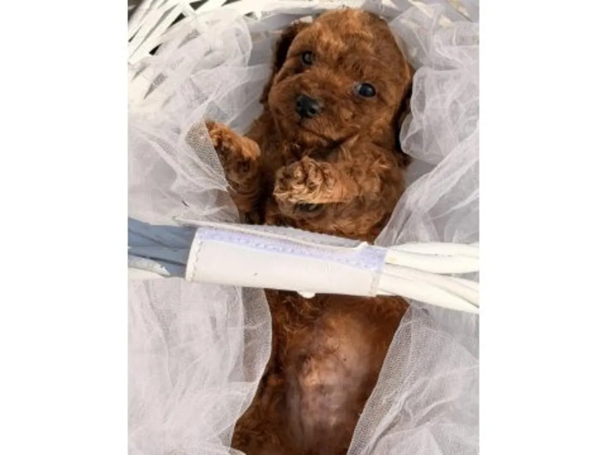 Cachorro de caniche toy marrón criado en interiores.