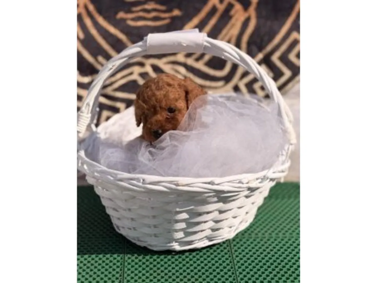 Cachorro de caniche toy marrón criado en interiores.