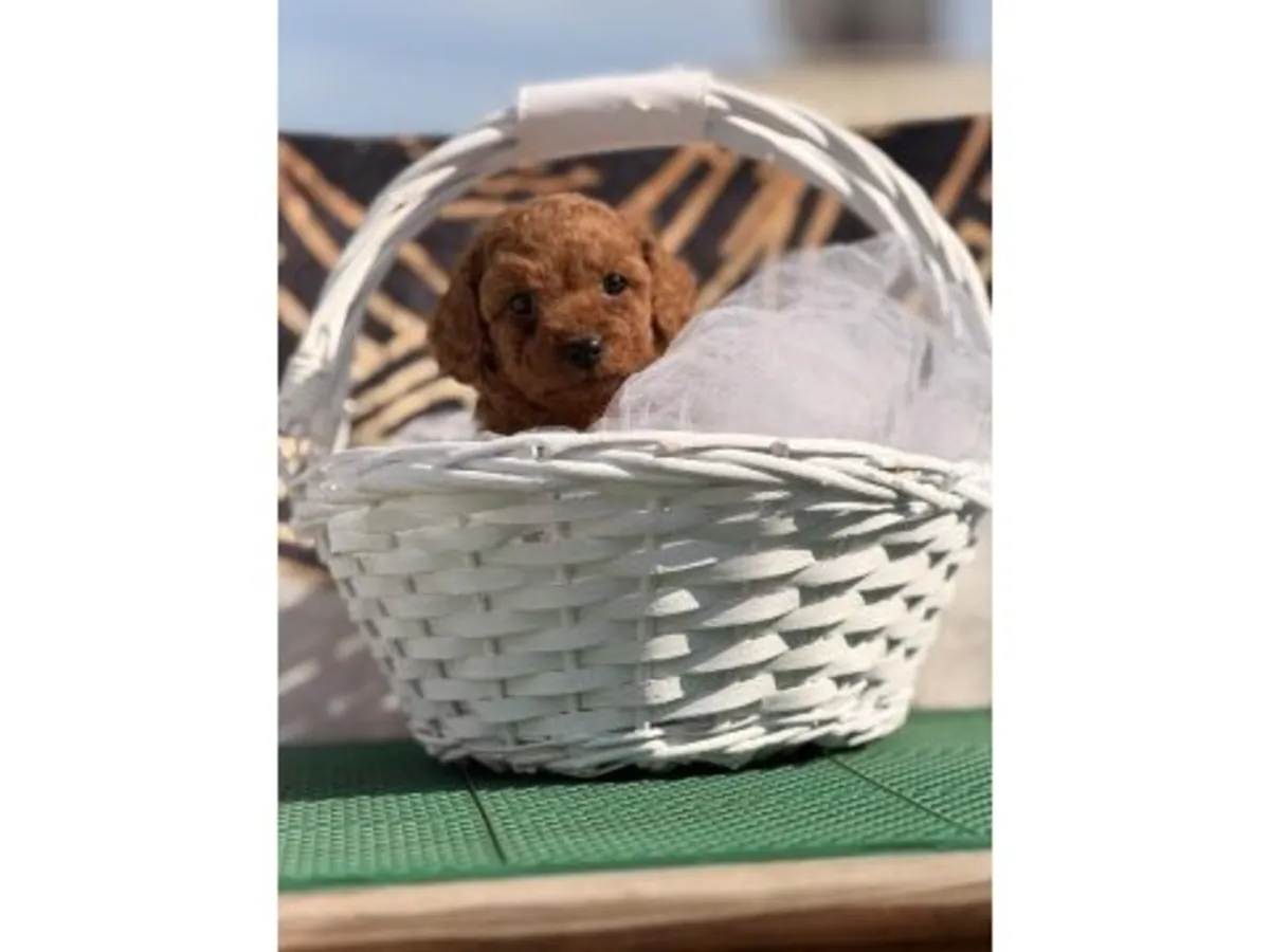 Cachorro de caniche toy marrón criado en interiores.