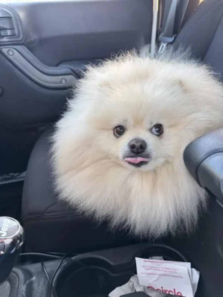 Pomeranian blanco muy apegado a las personas