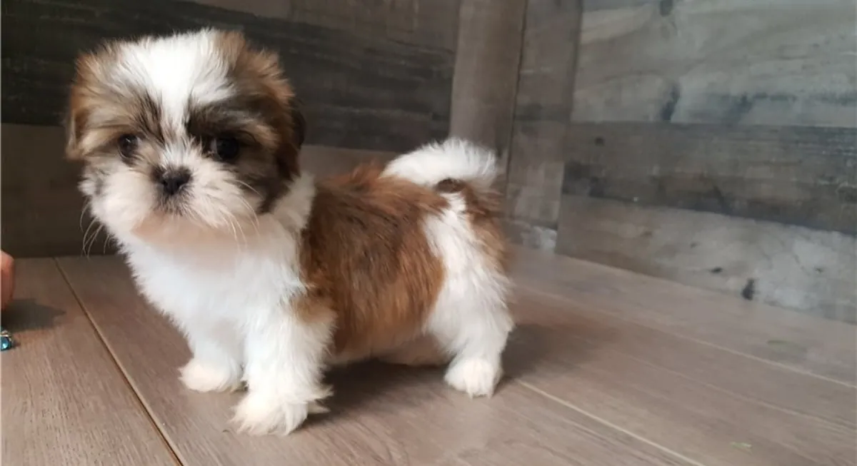 可爱的西施犬幼犬：甜蜜的伴侣