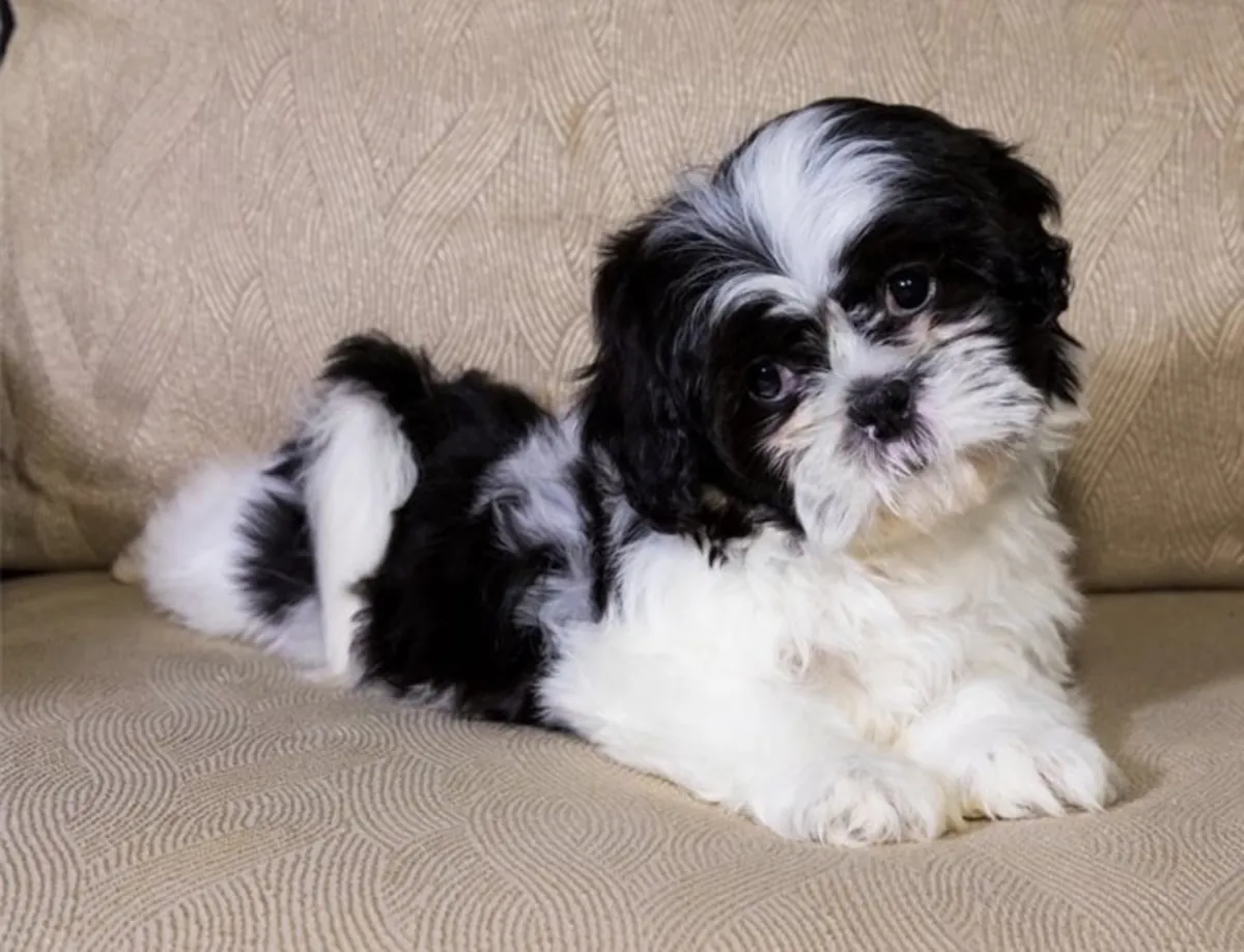 Adorables chiots Shih Tzu et compagnons affectueux