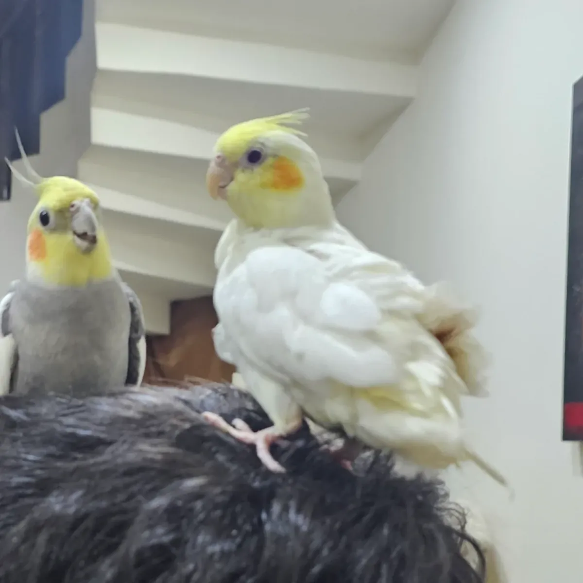 Calopsita tranquila acostumbrada a la vida en casa