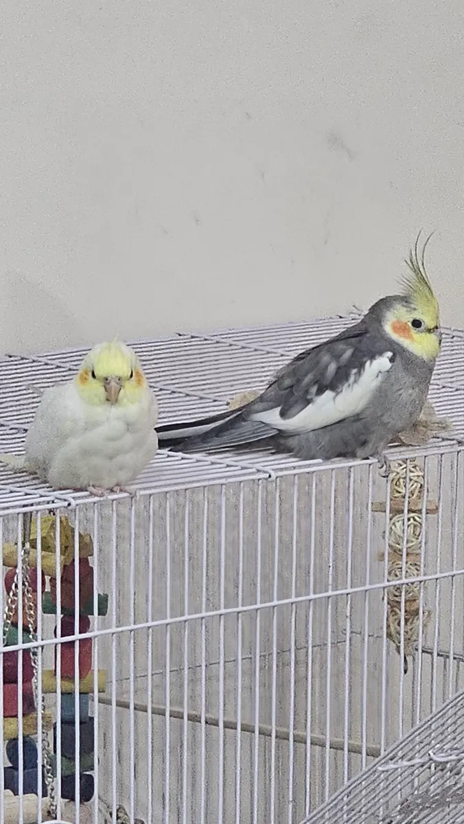 Calopsita tranquila acostumbrada a la vida en casa