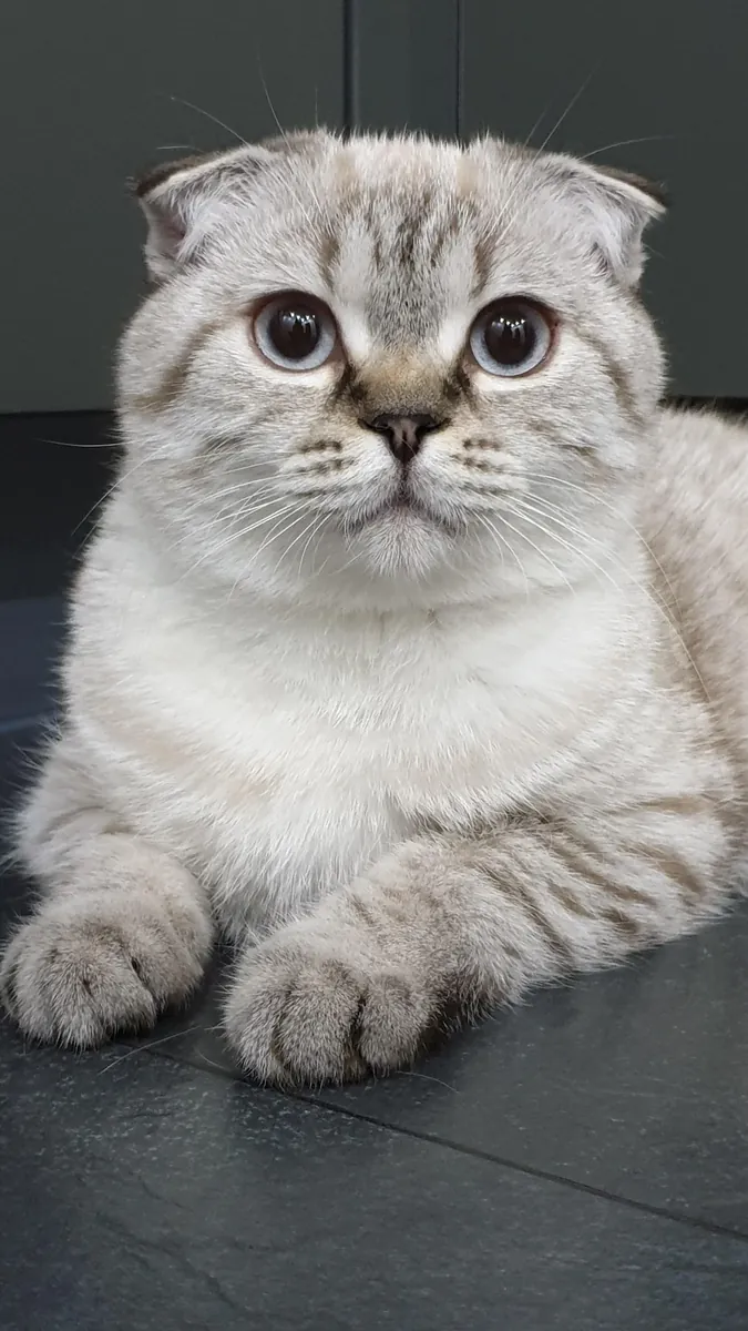 Scottish Fold muy tranquilo que disfruta la vida en apartamento