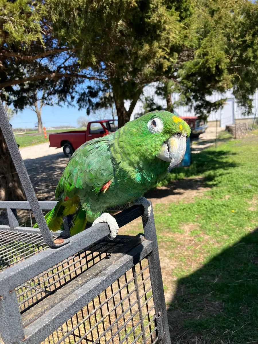 Loro amazona curioso acostumbrado a escuchar voces humanas