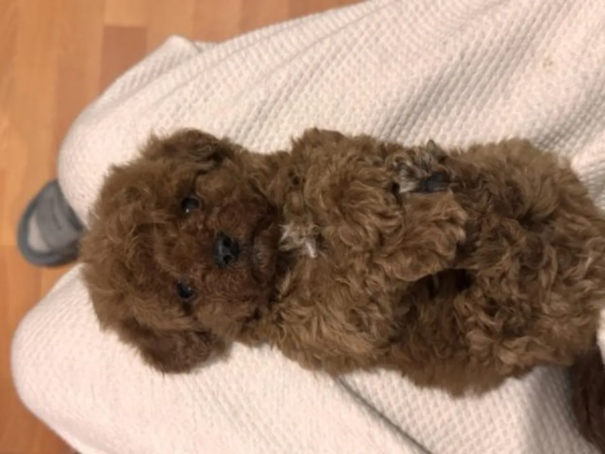 Cachorro poodle toy marrón criado en ambiente familiar