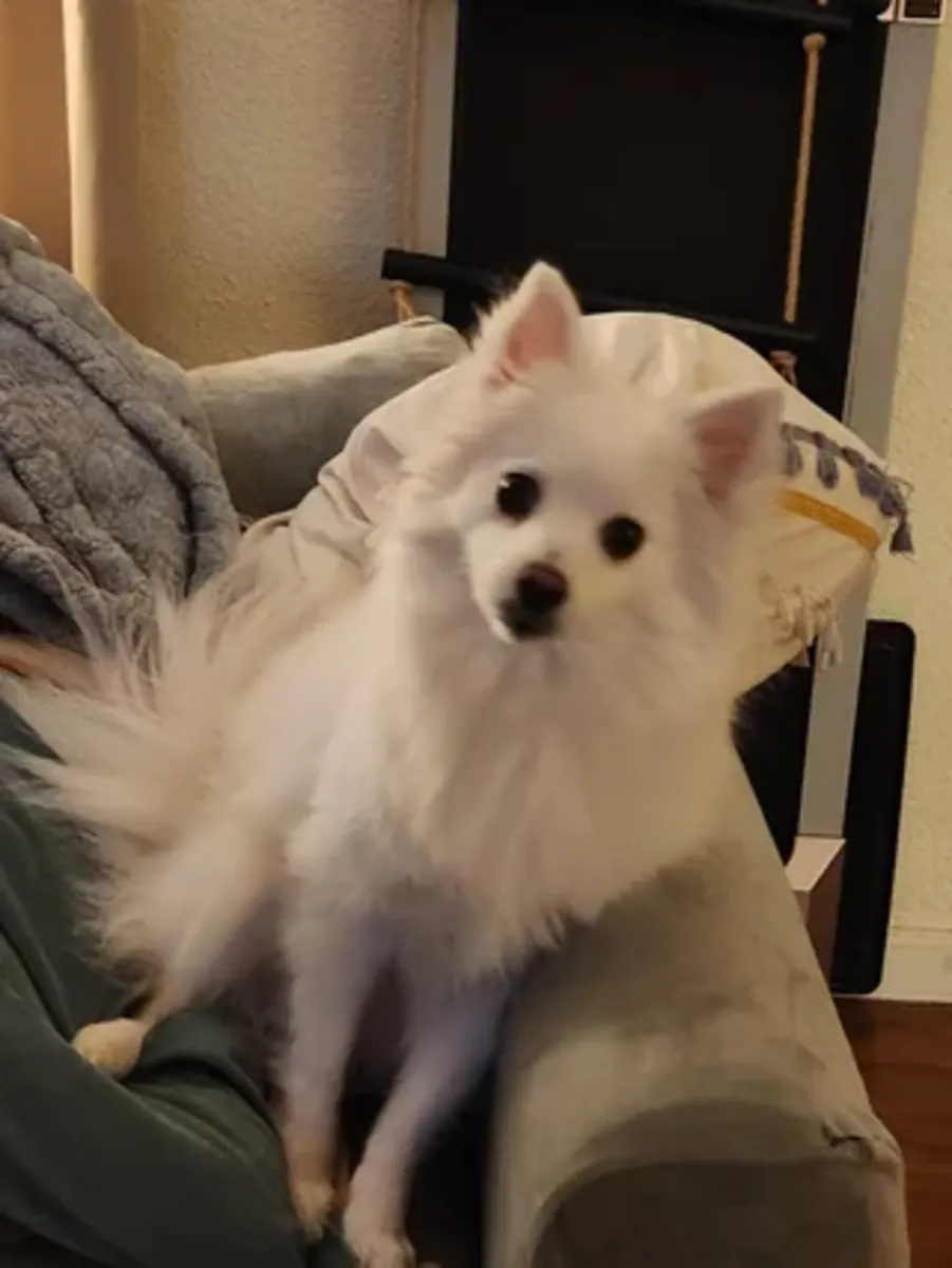 Pequeño pomeranian blanco muy apegado a las personas