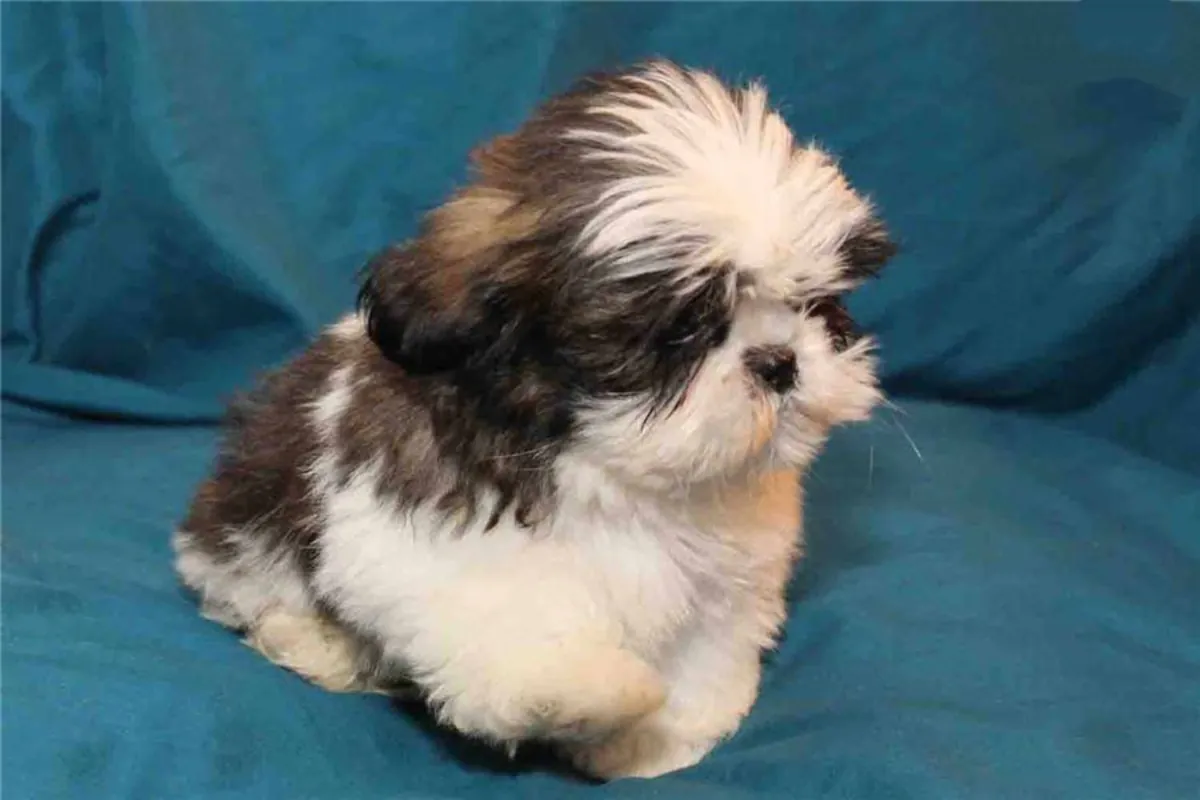 可爱的西施犬幼犬寻找永久家园