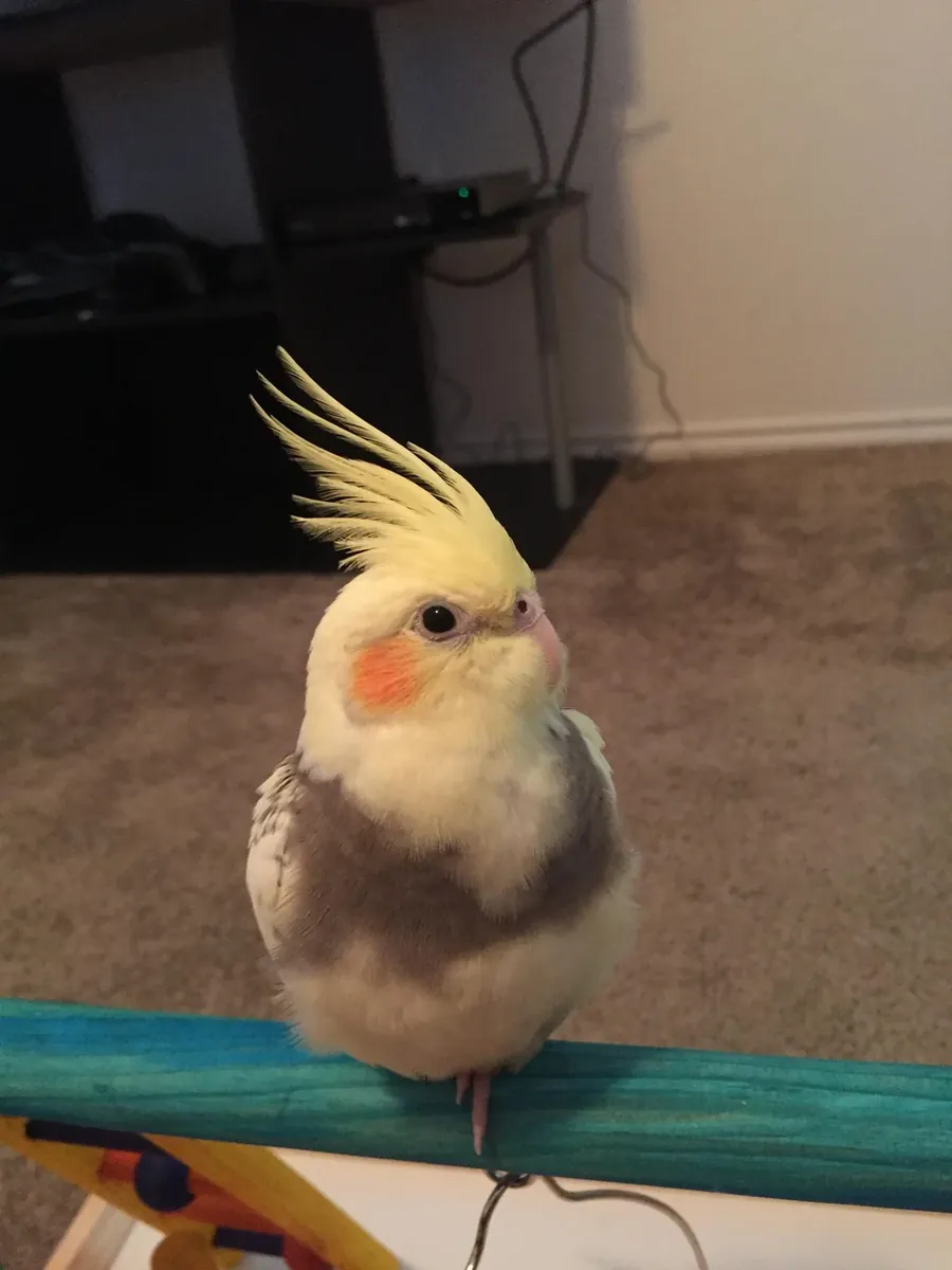 Домашняя корелла, привыкшая к людям, ищет новый дом