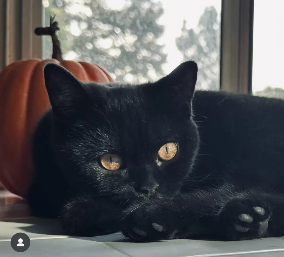 Спокойный британский короткошёрстный кот для домашней жизни