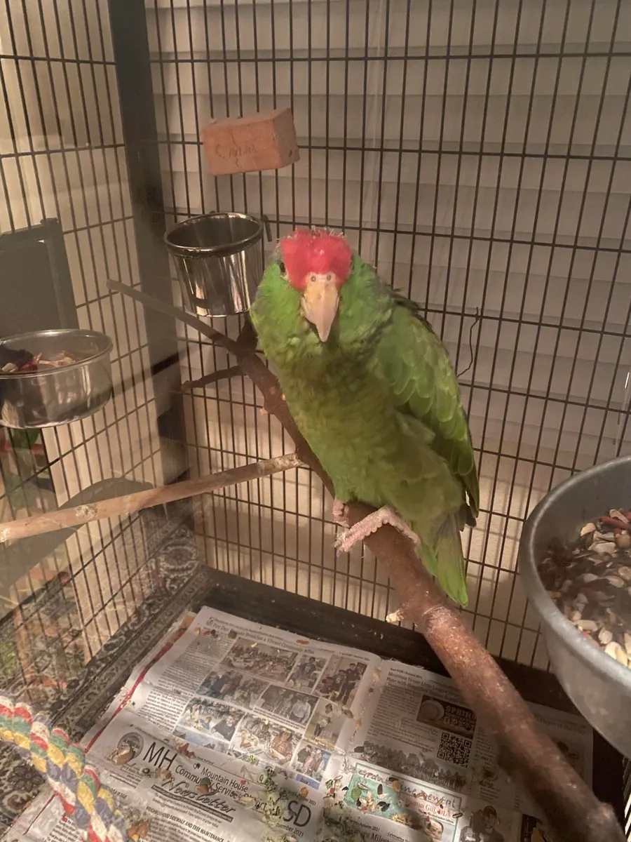 Любопытный амазонский попугай, привыкший к человеческой речи