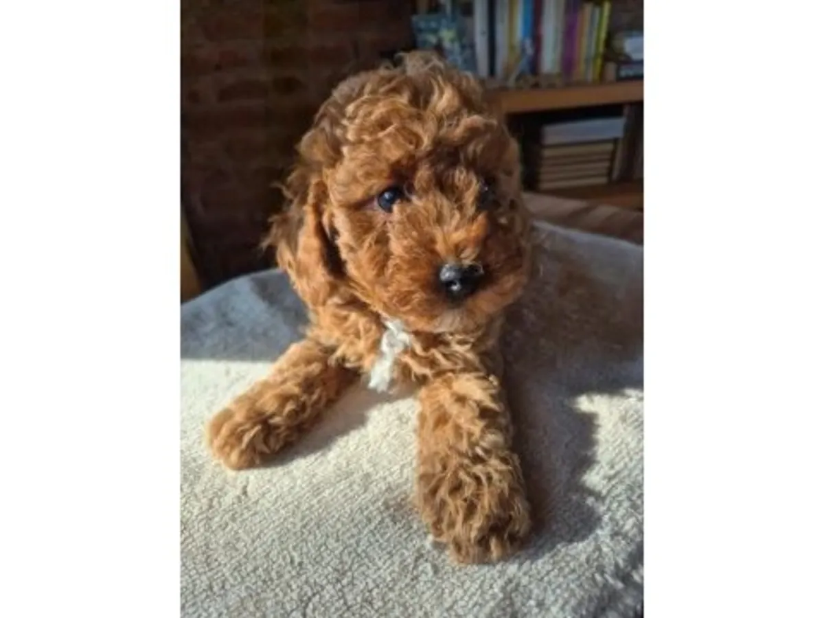 Коричневый той пудель, выращенный в семейной обстановке