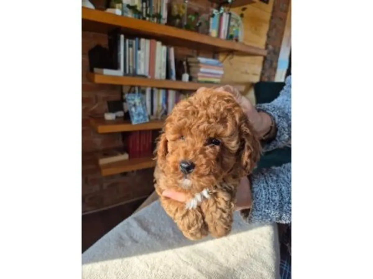 Коричневый той пудель, выращенный в семейной обстановке